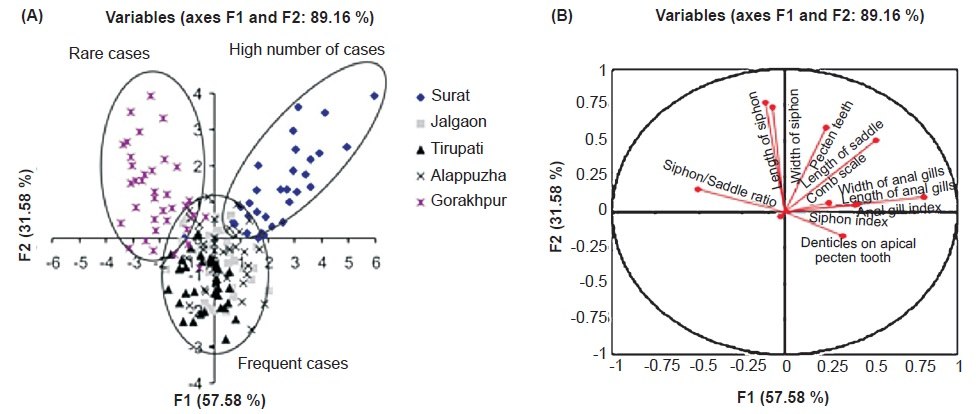 Discriminant factor analysis (DFA) of morphological data. (A) Clusters of different populations. Analysis revealed three clusters, rare cases area (Gorakhpur), high number cases area (Surat) and frequent cases areas (Alappuzha, Jalgaon and Tirupati) (B) Variables which discriminated between the clusters. Anal gill index, siphon index and denticles on apical pectin tooth characters discriminate among the clusters. Ellipses of probabilities are shown as circles.